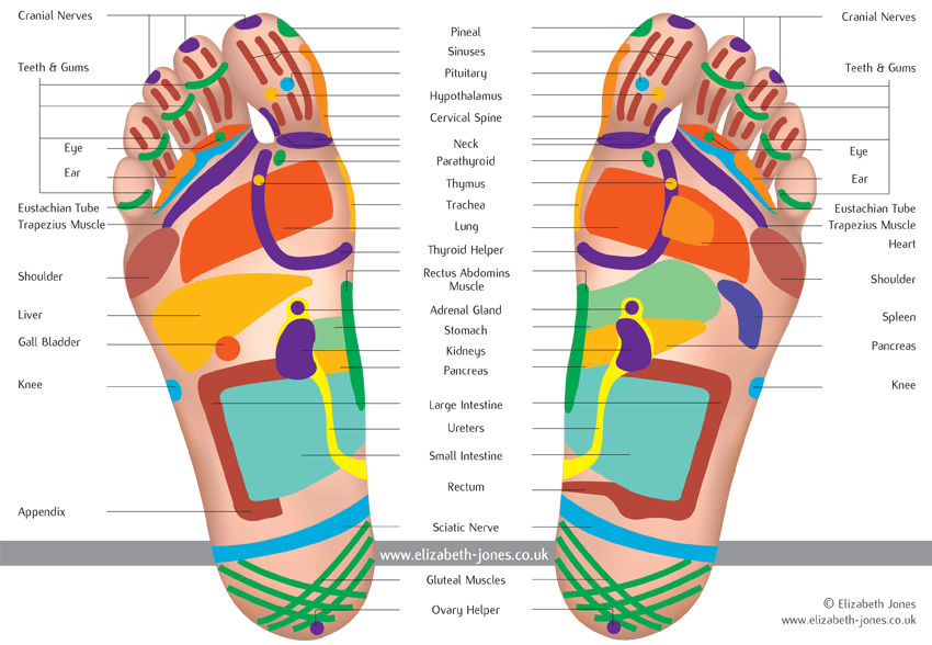 Reflexology Foot Chart